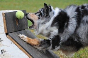 flyball