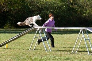 Border Collie Dog Walk