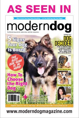 Modern Dog Magazine Features Camp Dogwood